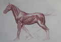 Michael Hensley Animal Anatomy, Horse 1